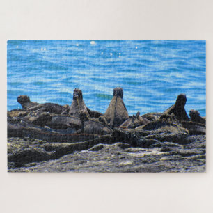 marine iguana looks jigsaw puzzle
