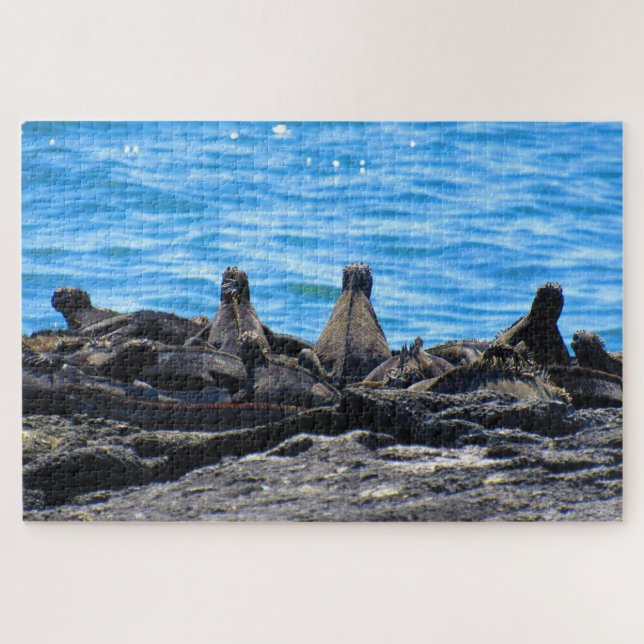 marine iguana looks jigsaw puzzle (Horizontal)