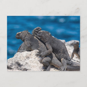 Marine Iguana Postcard