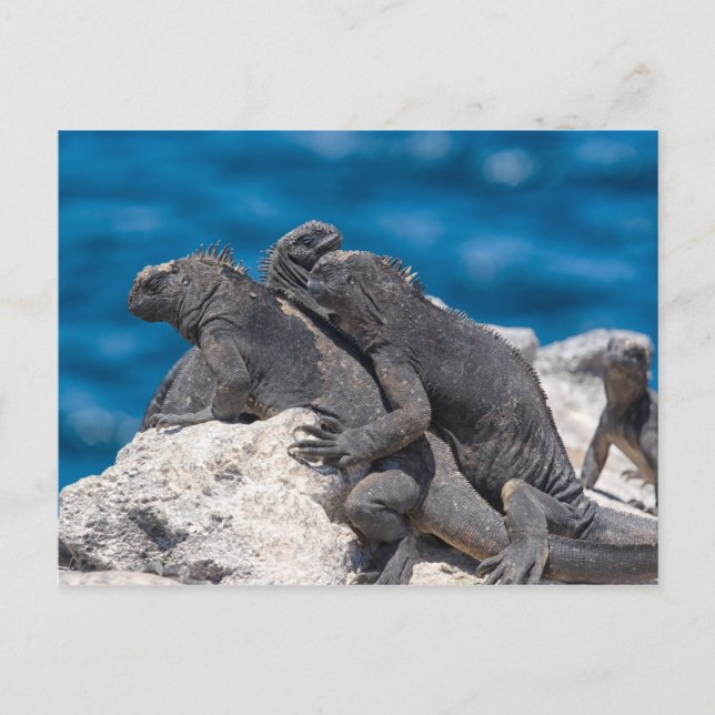 Marine Iguana Postcard (Front)