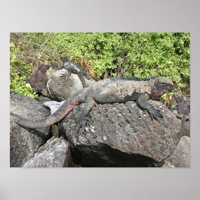 Marine Iguana Poster (Front)
