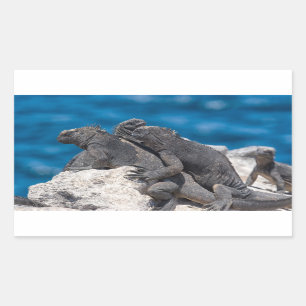 Marine Iguana Sticker