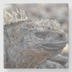 Marine Iguana Stone Coaster