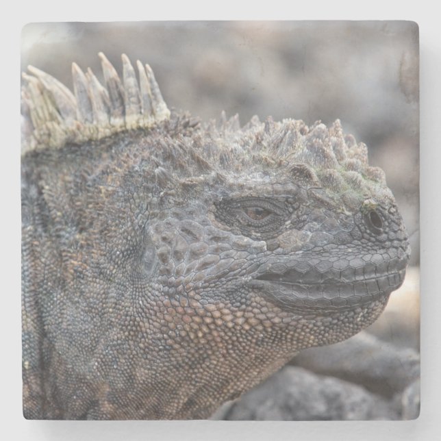 Marine Iguana Stone Coaster (Front)