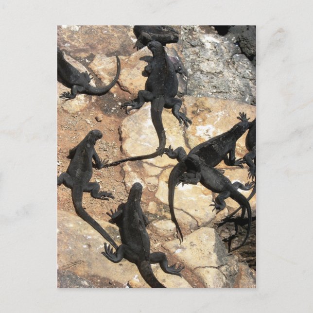 Marine Iguanas, Islas las Plazas, Galapagos Postcard (Front)