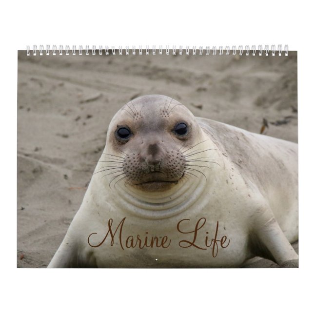 Marine Life Calendar (Cover)