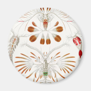 Marine Life Crustaceans, Copepoda by Ernst Haeckel Magnet