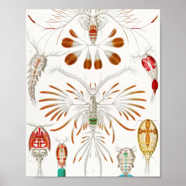 Marine Life Crustaceans, Copepoda by Ernst Haeckel Poster (Front)