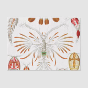 Marine Life Crustaceans, Copepoda by Ernst Haeckel Tissue Paper