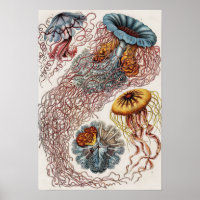 Marine life illustration - Ernst Haeckel Poster