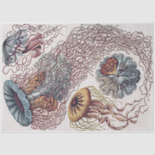 Marine Life Jellyfish - Ernst Haeckel Decoupage Tissue Paper