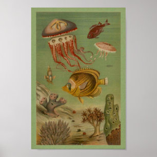 Marine Life Jellyfish, Fish, Coral Print