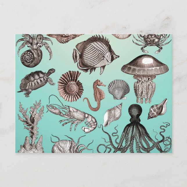 Marine Life Postcard (Front)