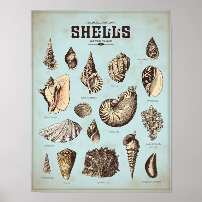 Marine poster with various sea shells (Front)