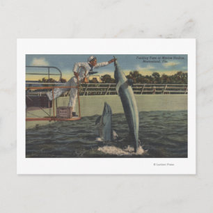 Marineland, Florida - View of Feeding Porpoises Postcard