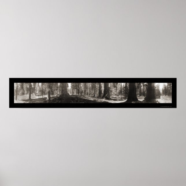 Mariposa Big Tree CA Photo 1906 Poster (Front)