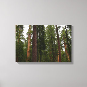 Mariposa Grove in Yosemite National Park Canvas Print