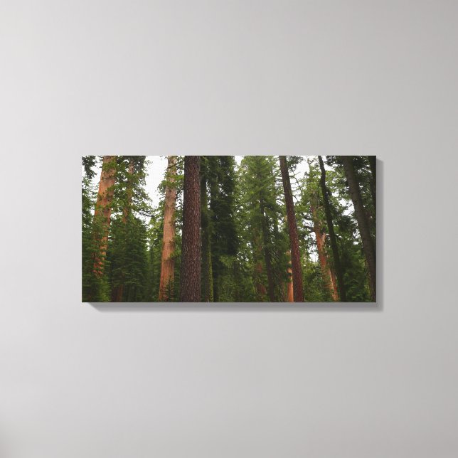Mariposa Grove in Yosemite National Park Canvas Print (Front)