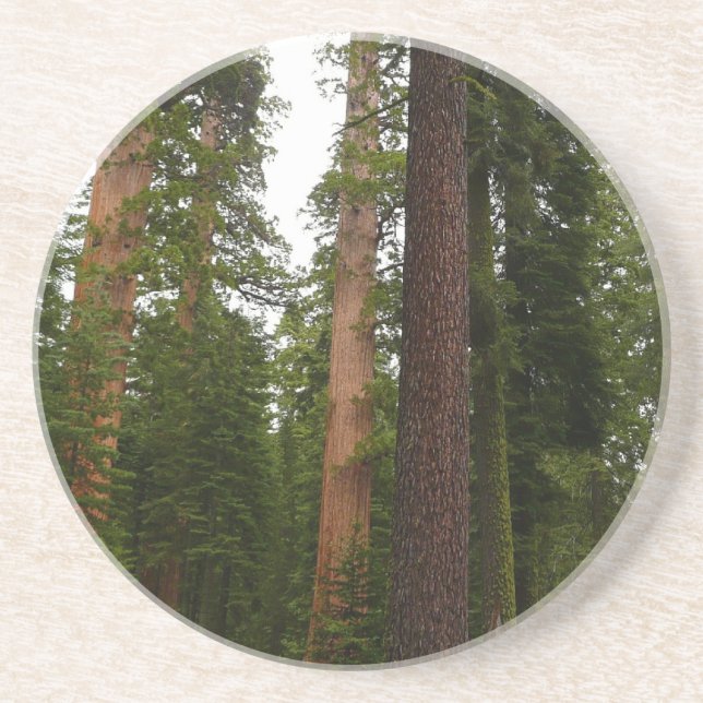 Mariposa Grove in Yosemite National Park Coaster (Front)