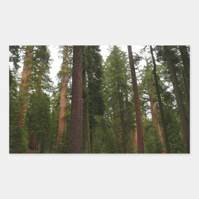 Mariposa Grove in Yosemite National Park Sticker (Front)
