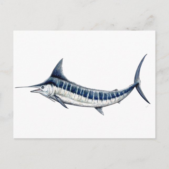 Marlin azul-redbubble postcard (Front)