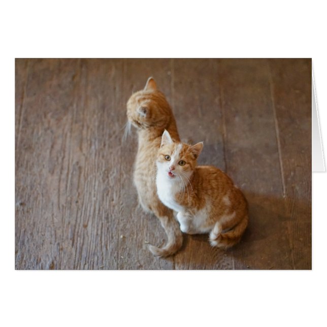 Marmalade kittens sitting pretty (Front Horizontal)
