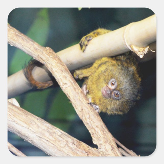 Marmoset Monkey Hi There, Stickers (Devant)