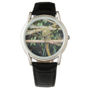 Marmoset Monkey Sitting On A Branch, Watch