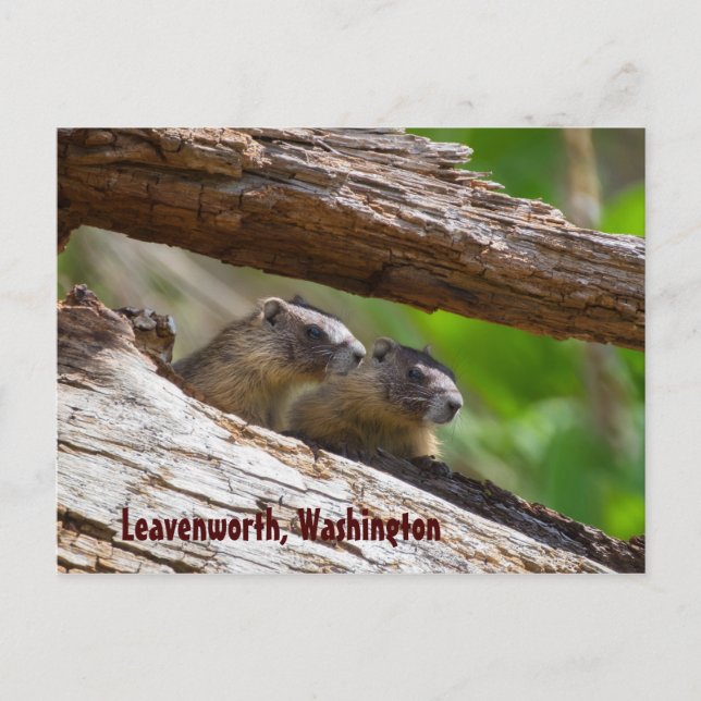 Marmot Brothers Leavenworth Washington Postcard (Front)