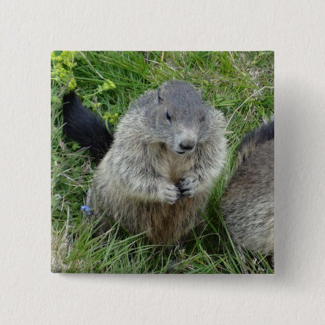 Marmot button (Front)