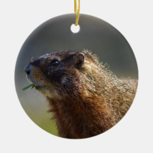 Marmot Ceramic Ornament