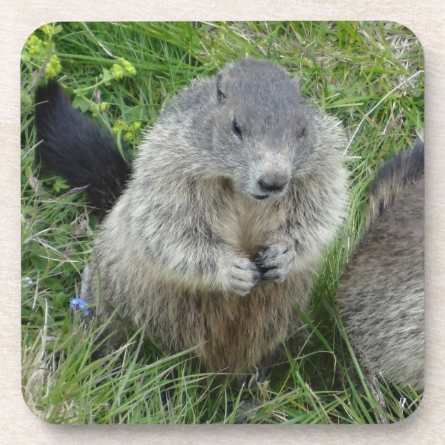 Marmot coasters (Front)