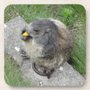 Marmot dessous de verre