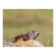 Marmot in Gran Paradiso park Poster