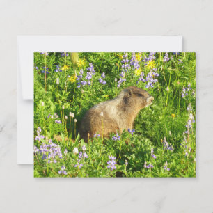 Marmot in Mount Rainier Wildflowers Card