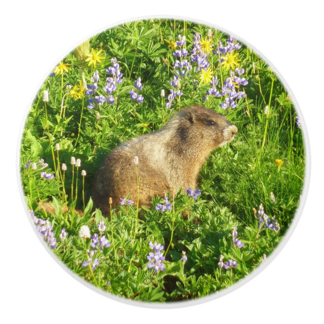 Marmot in Mount Rainier Wildflowers Ceramic Knob (Front)