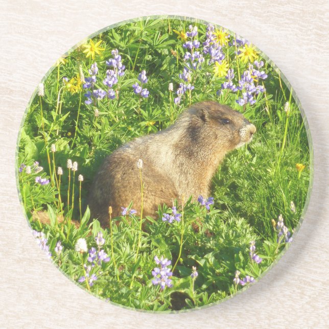 Marmot in Mount Rainier Wildflowers Coaster (Front)