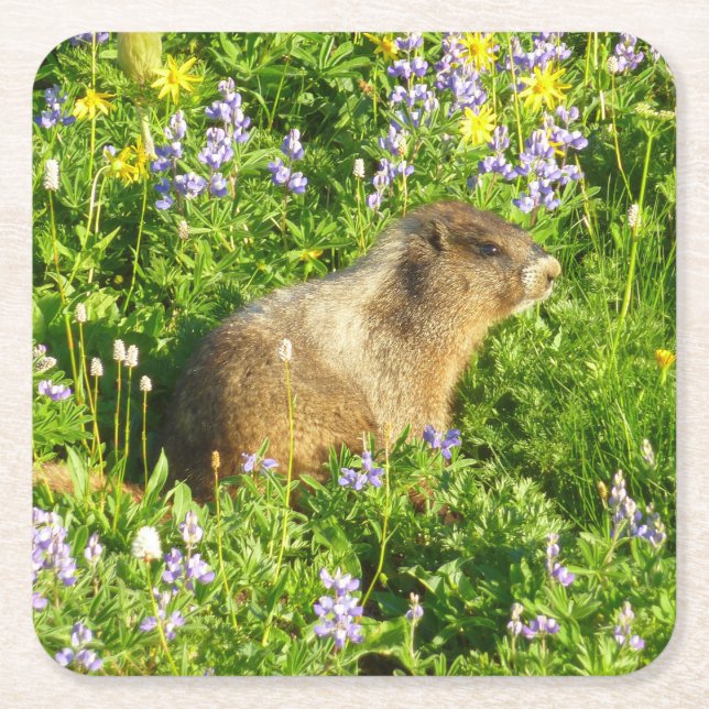 Marmot in Mount Rainier Wildflowers Square Paper Coaster (Front)