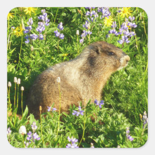 Marmot in Mount Rainier Wildflowers Square Sticker