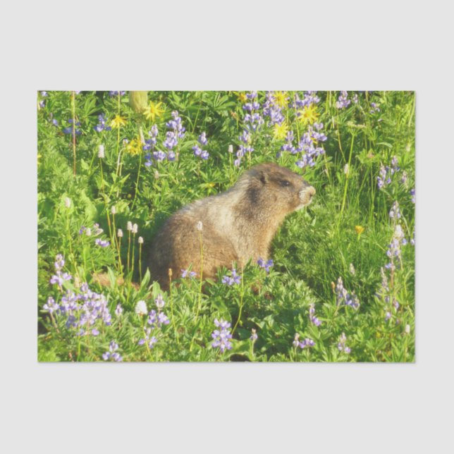 Marmot in Mount Rainier Wildflowers Tissue Paper (Front)