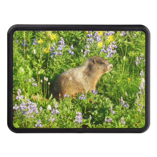 Marmot in Mount Rainier Wildflowers Trailer Hitch Cover (Front)