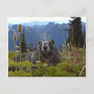 marmot in paradise postcard