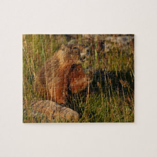 marmot jigsaw puzzle