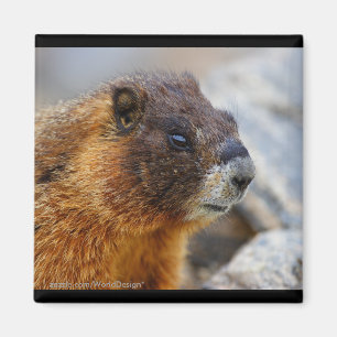 Marmot Magnet