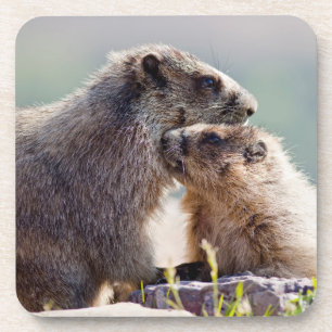 Marmot Mother with Baby Coaster