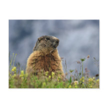 marmot on alpine meadow