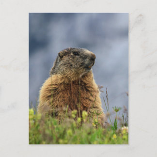 marmot on alpine meadow postcard