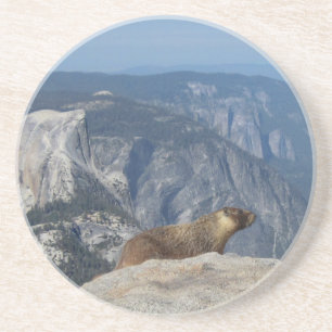 Marmot Overlooking Half Dome from Clouds Rest - Yo Coaster