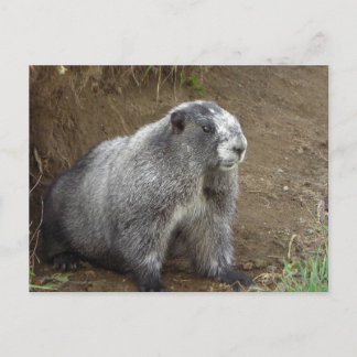 Marmot Postcard