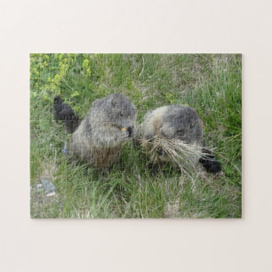 Marmot puzzle